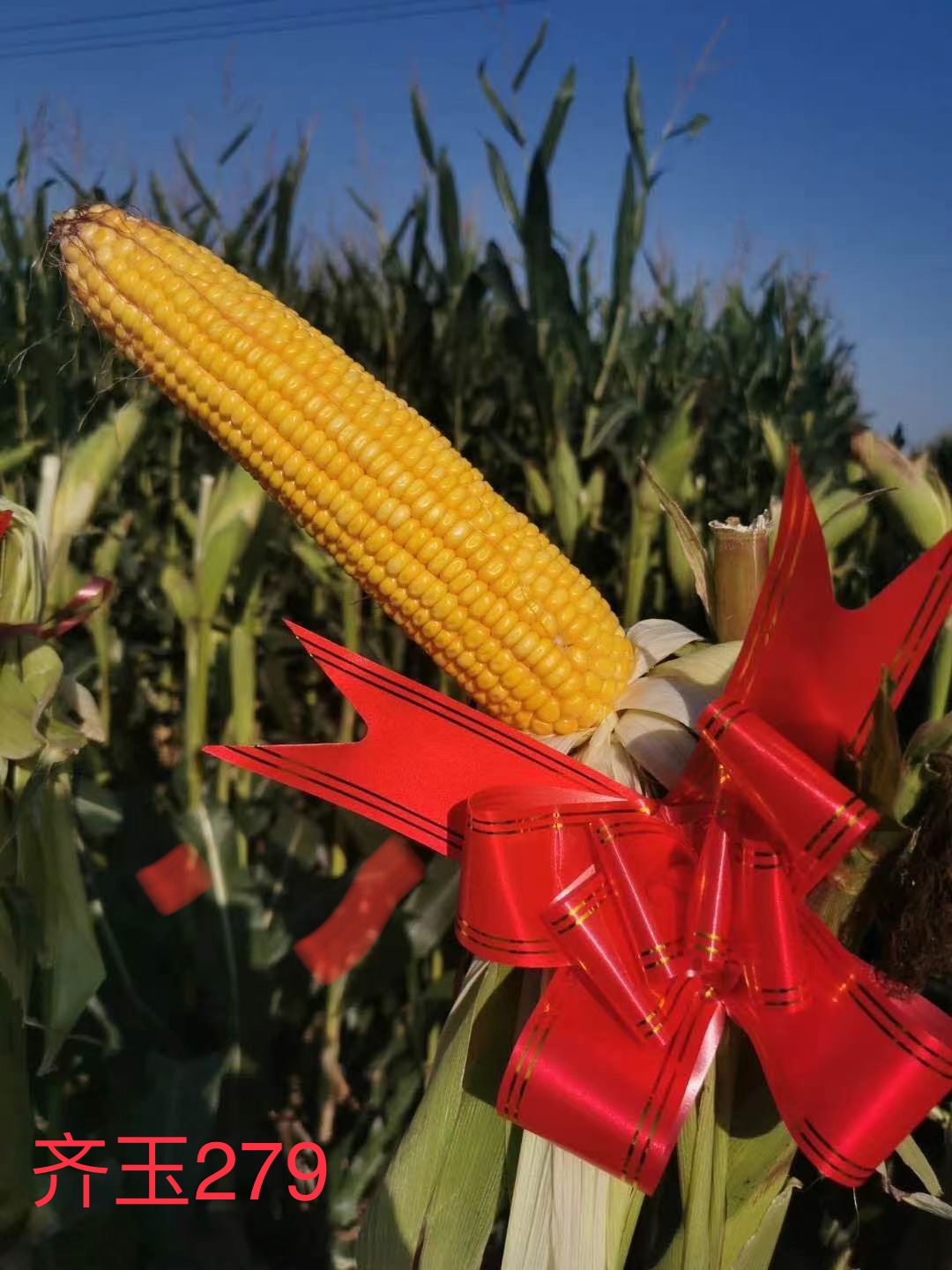 齊玉279.jpg 齊玉279.jpg